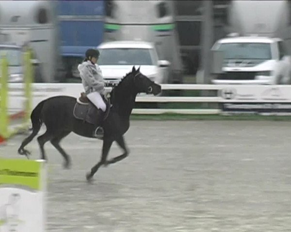 Reitturnier Aesch (Neftenbach) 2020