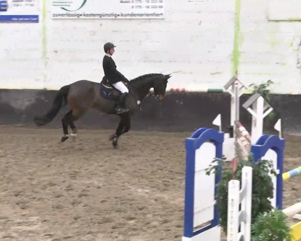 jumper Cashmere 34 (Westphalian, 2008, from Cavalier)