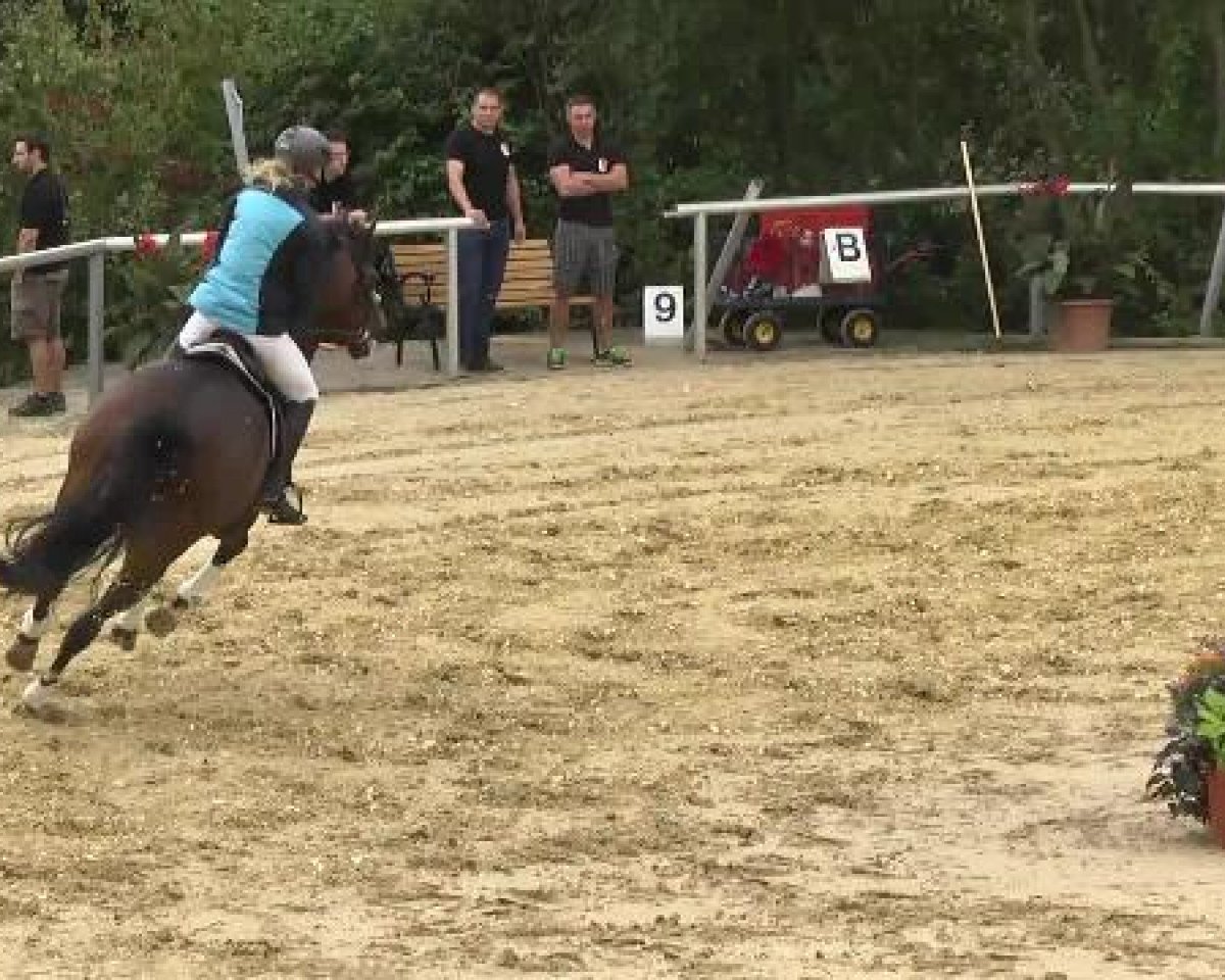 broodmare Maxima 76 (Holsteiner, 2004, from Casall Ask)