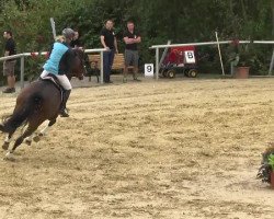 broodmare Maxima 76 (Holsteiner, 2004, from Casall Ask)