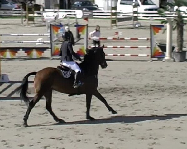 Reitturnier Aesch (Neftenbach) 2020
