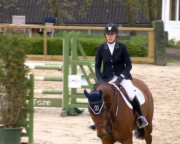Springpferd Chumberland M (Oldenburger Springpferd, 2008, von Colman)