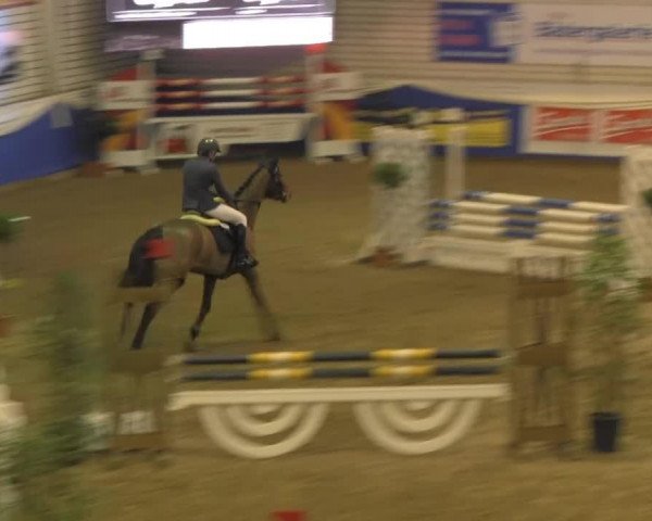 broodmare Miss Samber B (Westphalian, 2008, from Sir Shutterfly)