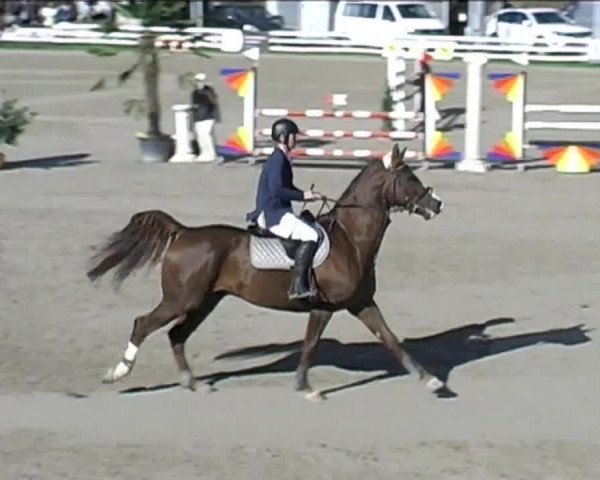 Reitturnier Aesch (Neftenbach) 2020