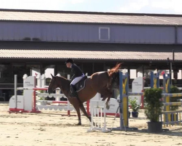 jumper Larifari 32 (Oldenburg show jumper, 2009, from Ludwig von Bayern 168 FIN)