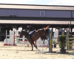 jumper Larifari 32 (Oldenburg show jumper, 2009, from Ludwig von Bayern 168 FIN)