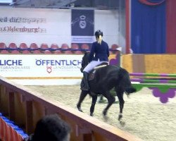 jumper Celine 234 (Westphalian, 2009, from Canoso)