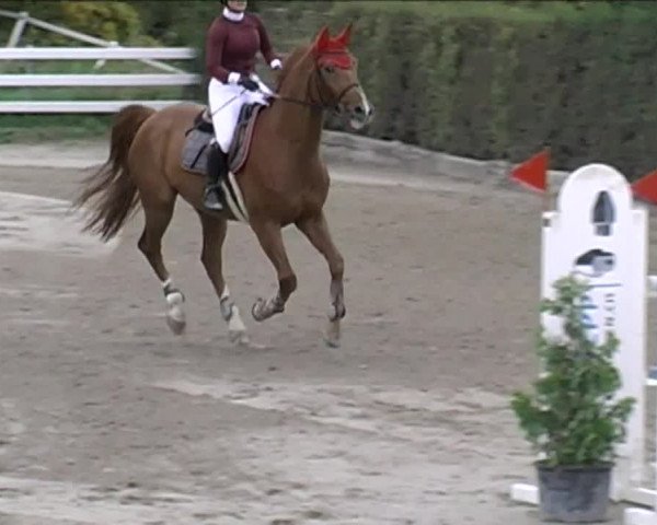 Reitturnier Aesch (Neftenbach) 2020