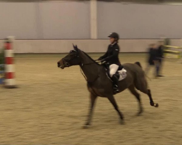 Zuchtstute Naomi 406 (Oldenburger Springpferd, 2009, von Numero Uno)