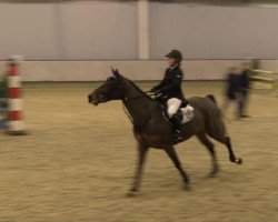 broodmare Naomi 406 (Oldenburg show jumper, 2009, from Numero Uno)