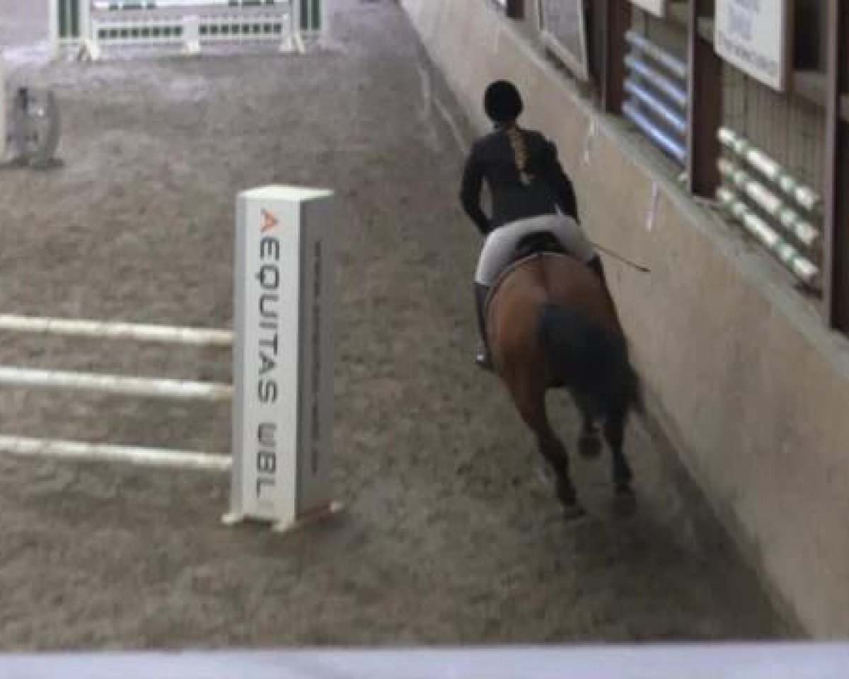 jumper Carlo Colucci ELS (Oldenburg, 2003, from Cantona)