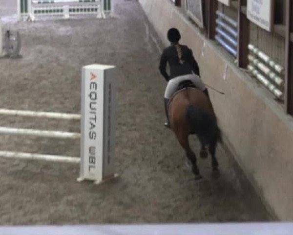 jumper Carlo Colucci ELS (Oldenburg, 2003, from Cantona)