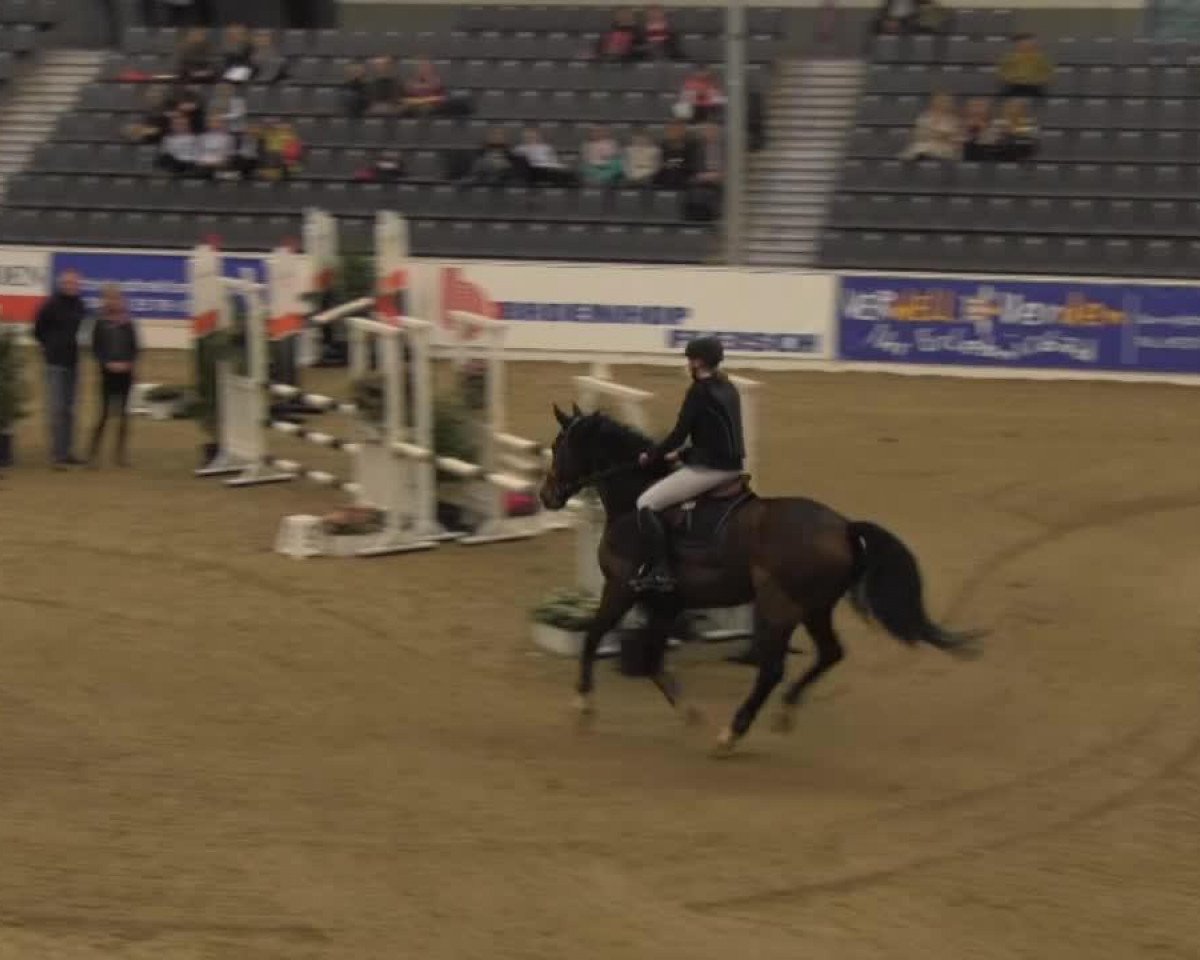 Springpferd Sharp Valentine (Oldenburger, 2008, von Serano Gold)