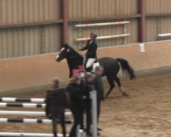 jumper Balouette 5 (Hanoverian, 2009, from Balou du Rouet)
