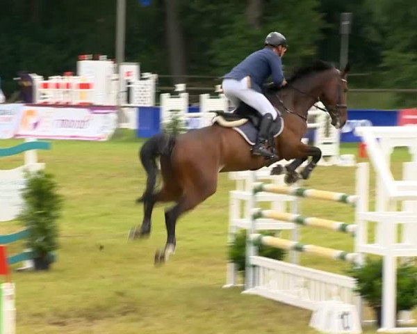 Springpferd DSP Crashman (Deutsches Sportpferd, 2007, von Con Sherry)