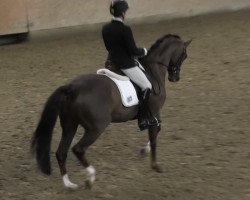 Dressurpferd Diamond Dream 18 (Hannoveraner, 2008, von Don Frederico)