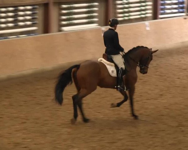 dressage horse Bella Vita 2 (Hanoverian, 2009, from Belissimo NRW)