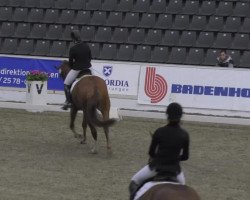 dressage horse Silbermond 36 (Hanoverian, 2010, from Scolari)