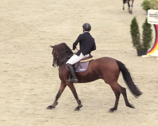 Reitturnier Westergellersen 2020
