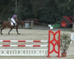 jumper Vesper (Oldenburg, 2008, from Contefino)