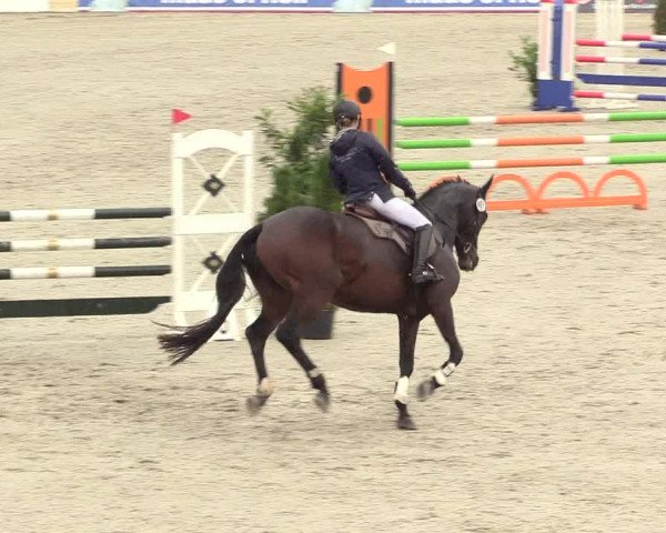Reitturnier Westergellersen 2020