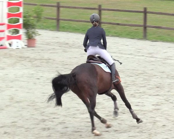 Reitturnier Westergellersen 2020