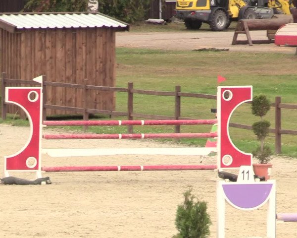 Reitturnier Westergellersen 2020