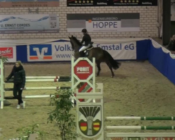 jumper Diarano 2 (KWPN (Royal Dutch Sporthorse), 2009, from Diarado)