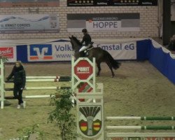 jumper Diarano 2 (KWPN (Royal Dutch Sporthorse), 2009, from Diarado)