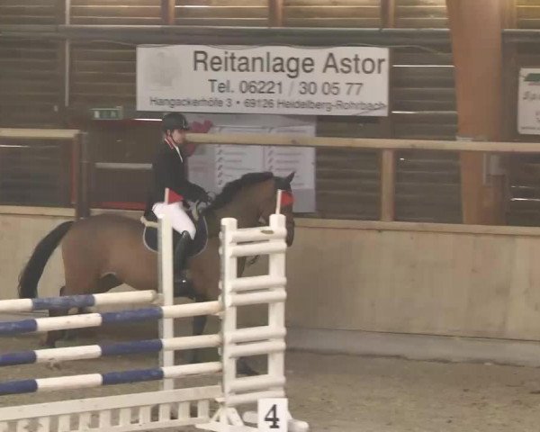 jumper Chicago 157 (KWPN (Royal Dutch Sporthorse), 2007, from Nabab de Rêve)