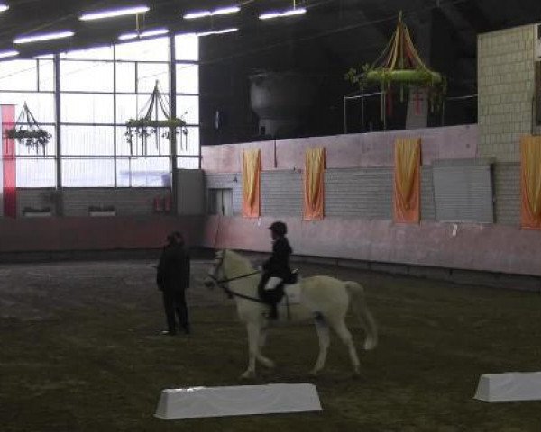 broodmare Stella (Bavarian, 2010) broodmare Stella (Bavarian, 2010)