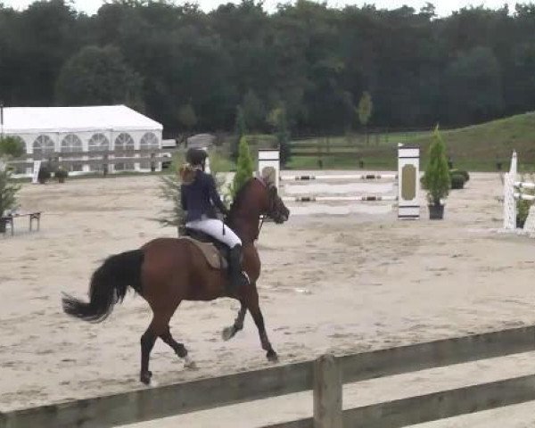 jumper Cool Running 12 (anglo european sporthorse, 2005, from Connaught)