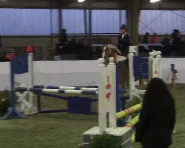 Springpferd Larino 108 (unbekannt, 2008)