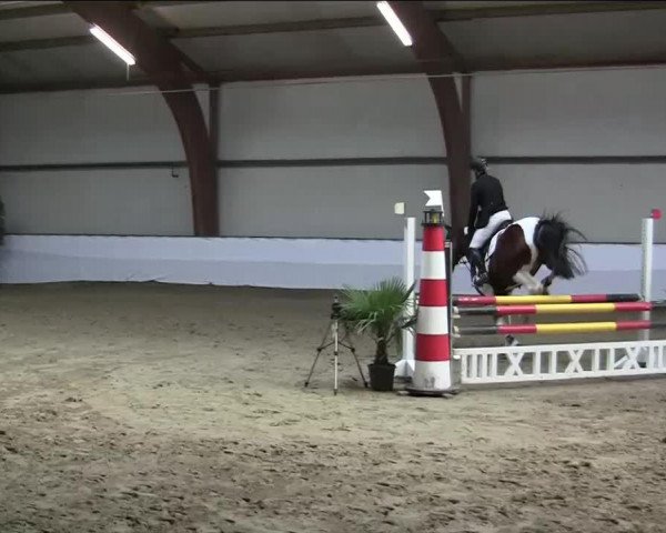 jumper Campino 448 (Trakehner, 2009, from Contrieu)