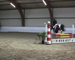 jumper Campino 448 (Trakehner, 2009, from Contrieu)