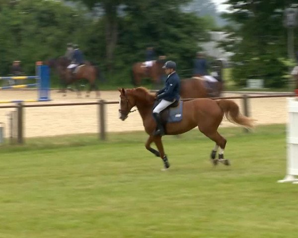Springpferd Tripolis (Hannoveraner, 2007, von Toronto)