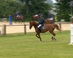 Caballo de salto Tripolis (Hannoveriano, 2007, de Toronto)