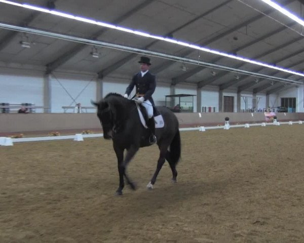 dressage horse Da Vinci 179 (Hanoverian, 2002, from Don Frederico)
