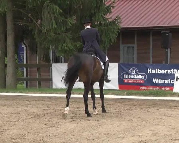 Dressurpferd Fiorello 121 (Oldenburger, 2007, von Faustinus)