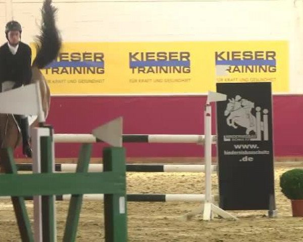 jumper Quint 13 (Holsteiner, 2009, from Quirado)