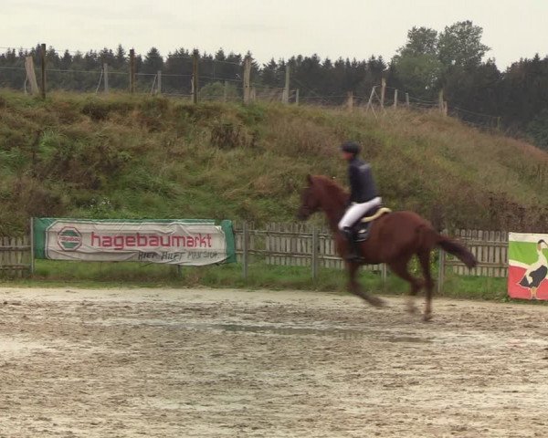 Reitturnier Schülp / Rendsburg 2020