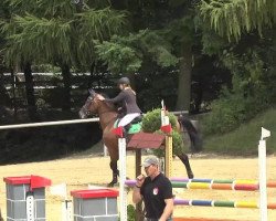 jumper Belmondo 170 (Slovenian Warmblood, 2000, from Barón)