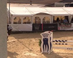 jumper Quidamo 8 (Westphalian, 2008, from Quidamo)