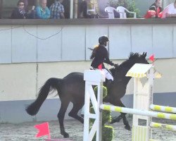 stallion Nuku'Alofa (KWPN (Royal Dutch Sporthorse), 2008, from Clinton)