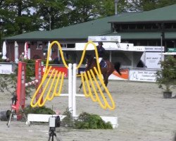 broodmare Clintina (Hanoverian, 2008, from Clinton H)