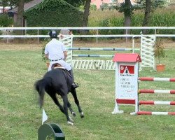 jumper Cobain 5 (Oldenburg show jumper, 2009, from Check In 2)