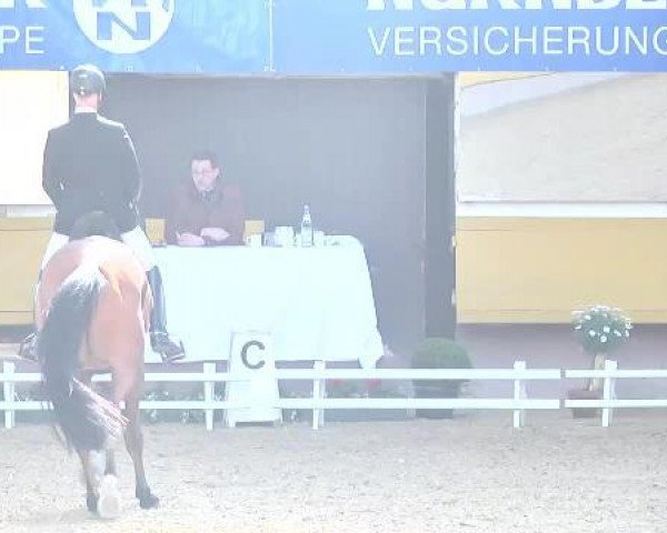 dressage horse Armstrong 38 (Bavarian, 2007, from Alassio's Boy)