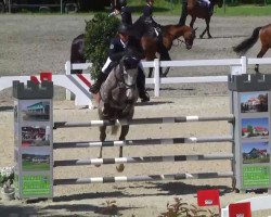jumper Bonaventura Gold (KWPN (Royal Dutch Sporthorse), 2006, from Odermus R)