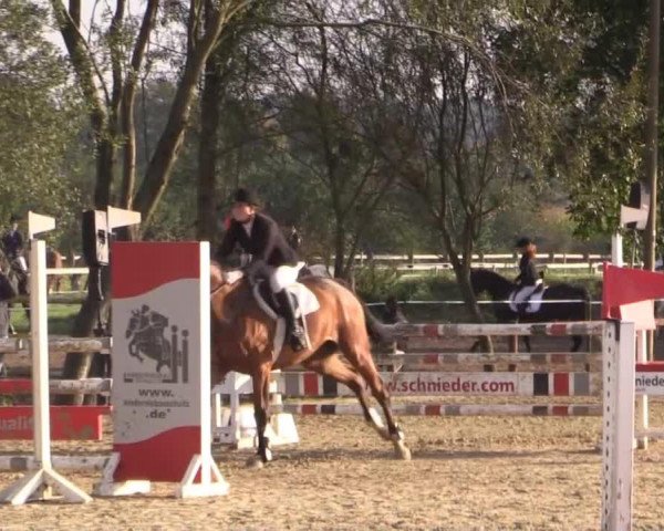 jumper Top Cento (Westphalian, 2009, from Carell)