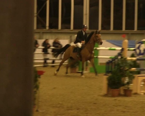 jumper Brussel (KWPN (Royal Dutch Sporthorse), 2006) jumper Brussel (KWPN (Royal Dutch Sporthorse), 2006)
